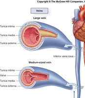 Structure of large and medium-sized veins