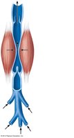 Venous valves and skeletal muscle pump