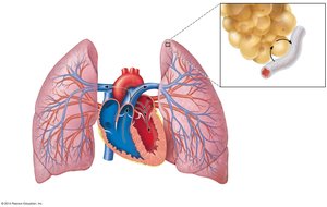 Pulmonary circulation and gas exchange