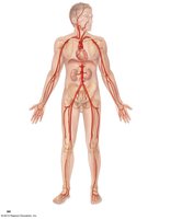 Systemic arteries of the body