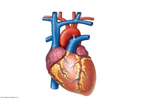 Aorta and major branches