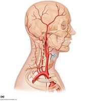 Arteries of the head and neck
