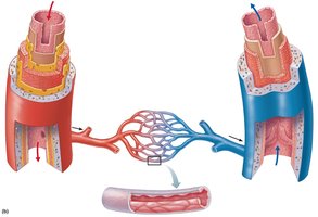 Histological section of artery and vein showing tunics
