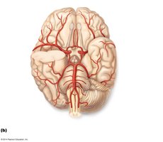 Cerebral arterial circle (circle of Willis)
