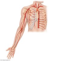Arteries of the upper limb
