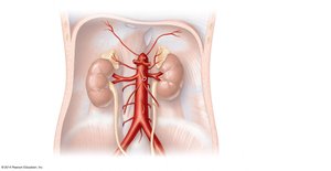 Arteries of the abdomen