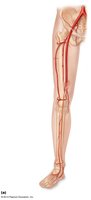 Arteries of the pelvis and lower limbs