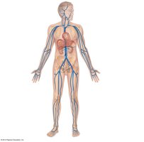 Major veins of the body