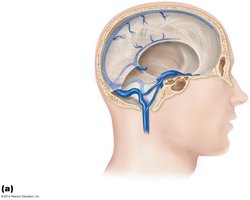 Dural venous sinuses