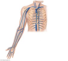 Veins of the upper limb
