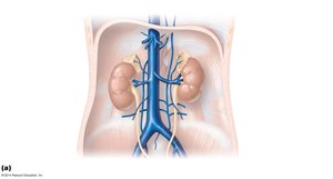 Veins of the abdomen