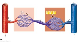 Hepatic portal system schematic