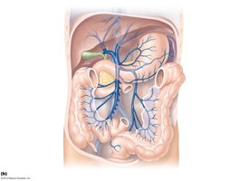 Veins of the hepatic portal system