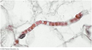 Red blood cells passing through a capillary