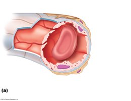 Continuous capillary structure