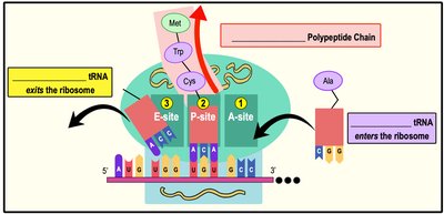 tRNA binding sites on ribosome