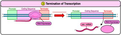 Termination of transcription