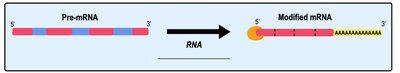 Pre-mRNA to modified mRNA