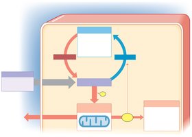 Diagram of cellular metabolism showing nutrient pool, catabolism, anabolism, and ATP production