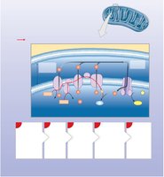 Diagram of the electron transport chain and ATP formation in mitochondria