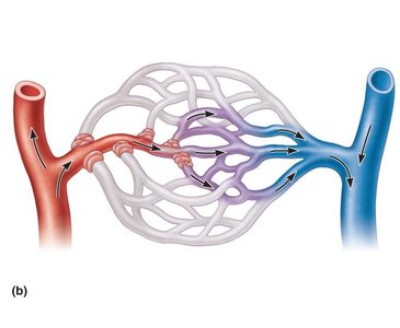 Diagram of a capillary bed with precapillary sphincters