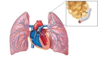 Pulmonary circulation and gas exchange in the lungs