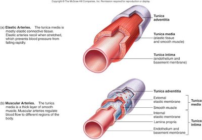 Diagram comparing elastic and muscular arteries