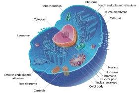 Cellular organelles