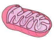 Macromolecules: proteins, carbohydrates, lipids, nucleic acids
