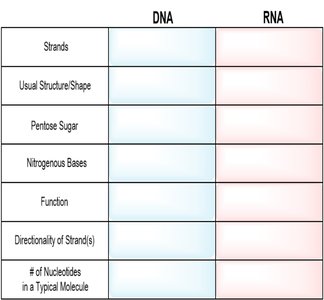 Comparison table of DNA and RNA