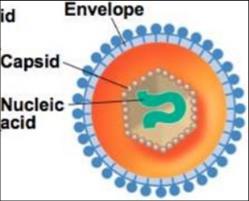 Amino acid structure