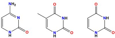Nitrogenous bases: purines and pyrimidines