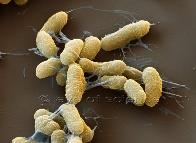 Bacteria as an example of life