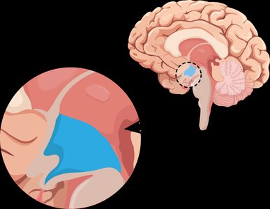 Diagram of the hypothalamus in the brain