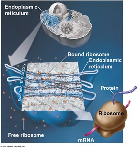 Protein production in the rough ER and transport via vesicles