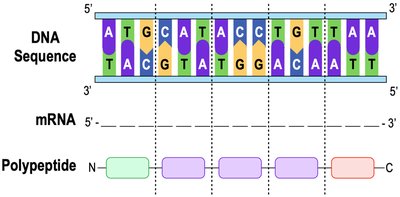 DNA to mRNA to Polypeptide