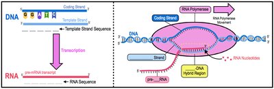 Transcription: DNA to RNA