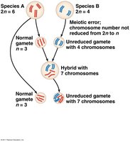 Hybrid with 7 chromosomes from two species
