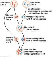 Formation of viable fertile hybrid (allopolyploid)
