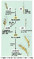 Diagram of wheat hybridization and polyploidy