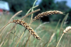 Photograph of bread wheat, an allopolyploid species