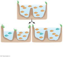 Diagram of allopatric speciation with fish populations separated by a barrier