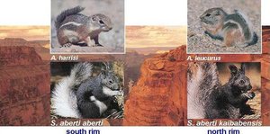 Squirrels on opposite rims of the Grand Canyon, an example of allopatric speciation