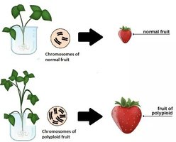 Polyploidy in fruit plants, showing normal and polyploid fruit