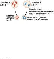 Diagram of allopolyploid speciation process