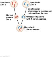 Meiotic error leading to unreduced gamete