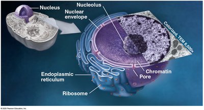 Rough and smooth ER with ribosomes