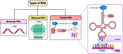 Types of RNA: mRNA, rRNA, tRNA