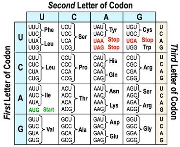 Genetic Code Table (alternate view)