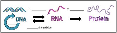 Central Dogma: DNA to RNA to Protein